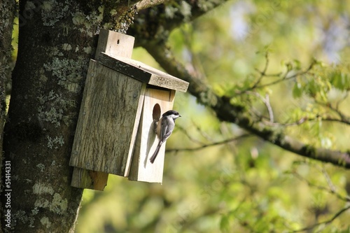Fototapeta Oregon Chickadee Attracted To A Back yard Birdhouse.