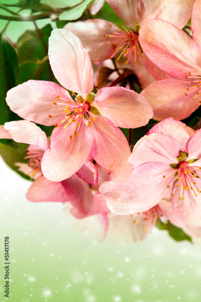 Fototapeta premium Bloom apple-tree flowers