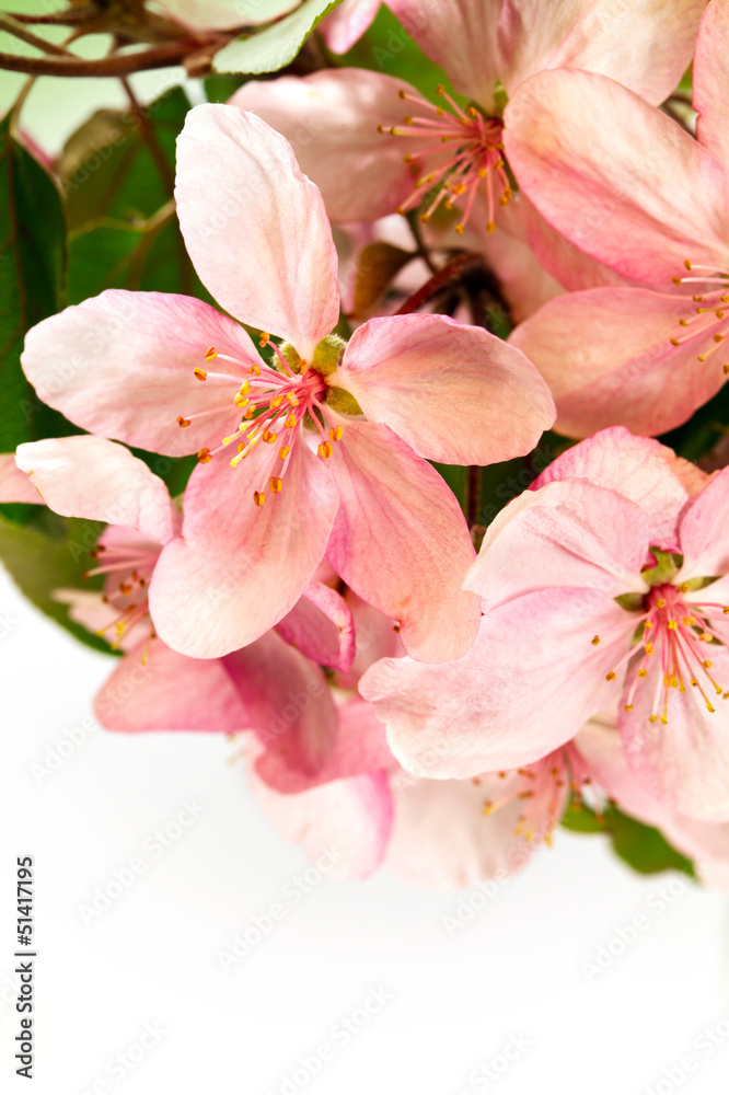 Bloom apple-tree flowers