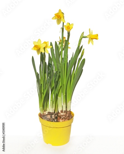 yellow spring daffodils in pot