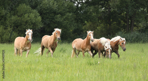 Batch of chestnut horses running together in freedom