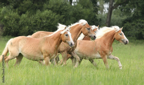 Bild auf Leinwand Batch of chestnut horses running together in freedom