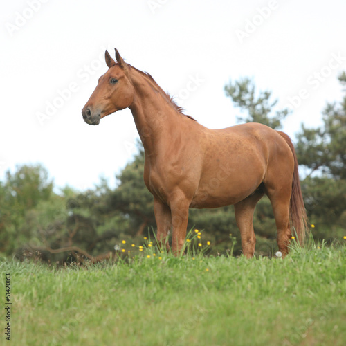 Chestnut horse standing on horizon