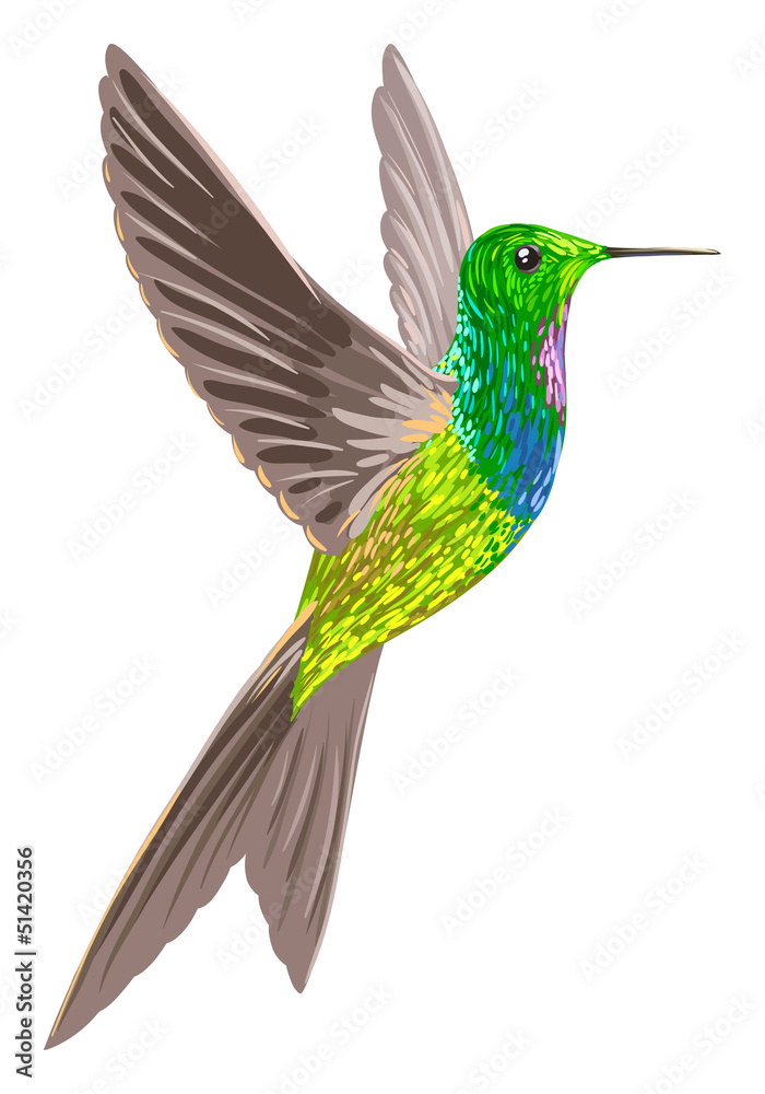 Fototapeta premium Hummingbird