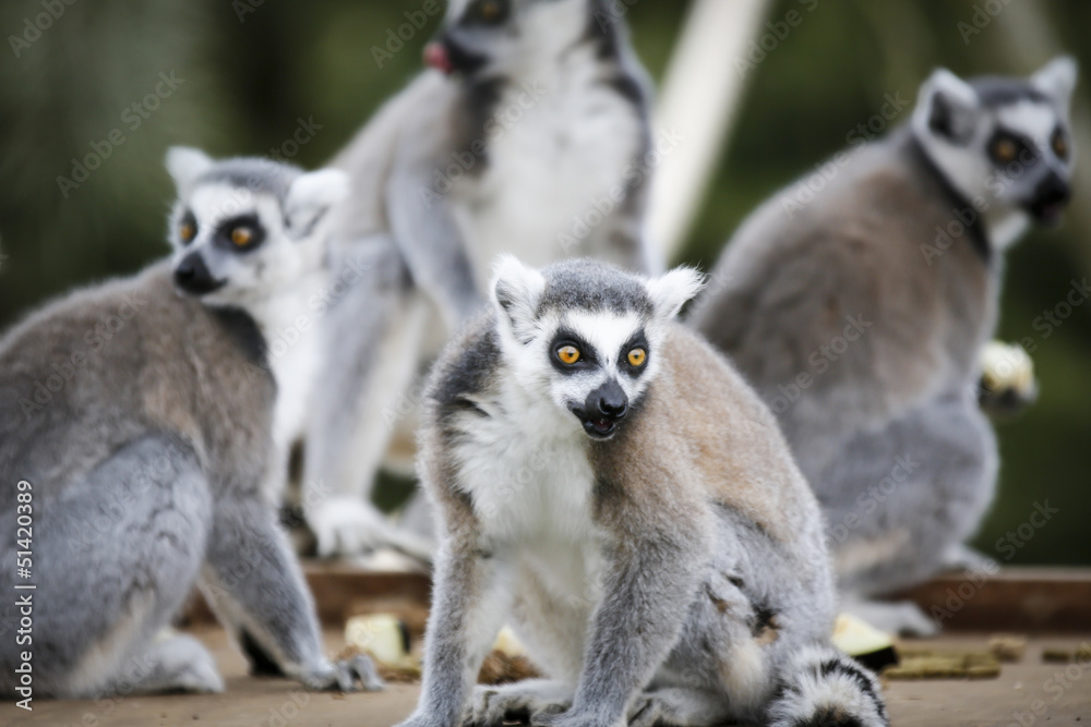 Fototapeta premium Ringtail Lemurs