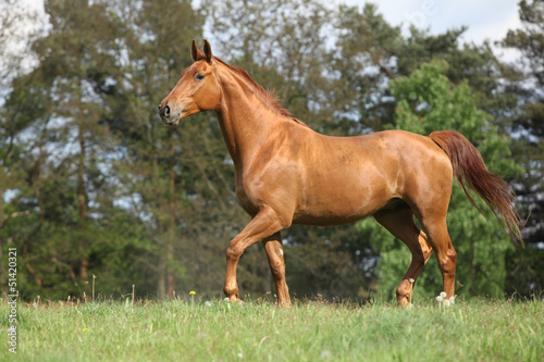 Shining chestnut horse on horizon in front of some trees