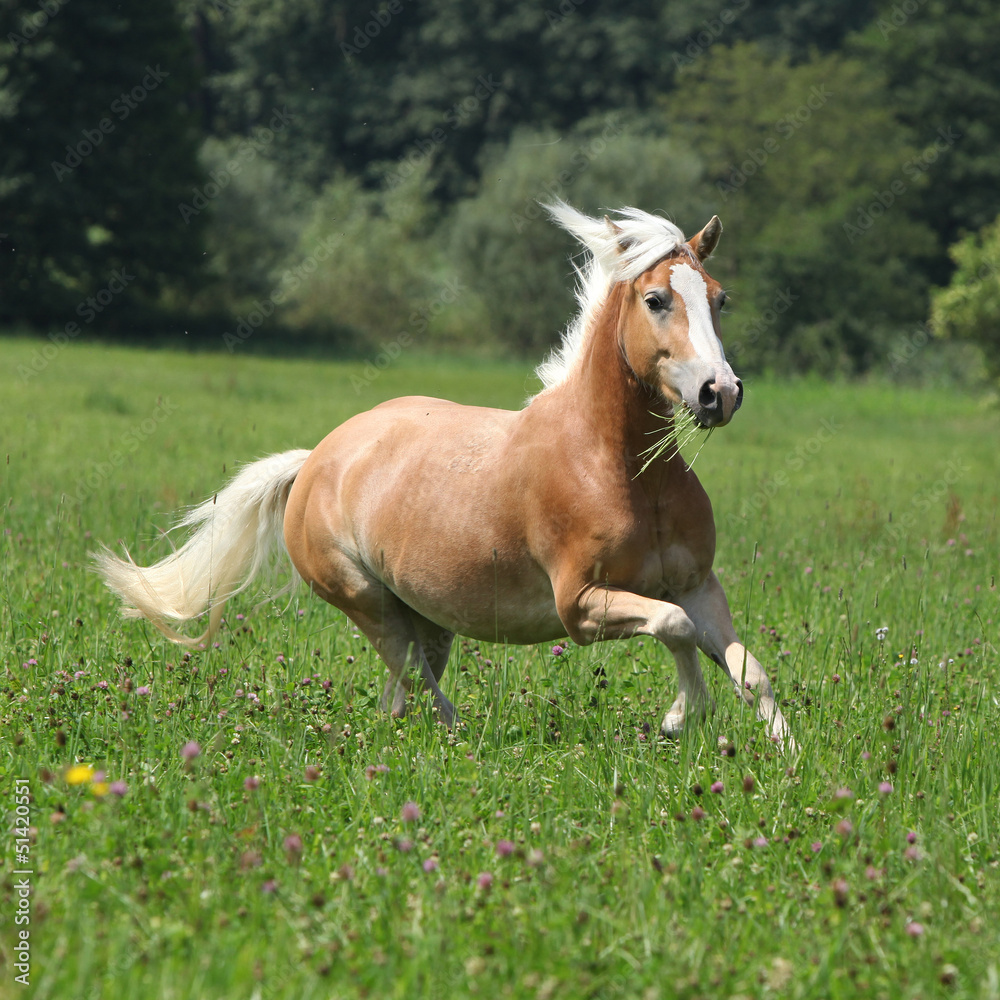 Beautiful chestnut horse with blond mane running in freedom Beautiful chestnut horse with blond mane running in freedom