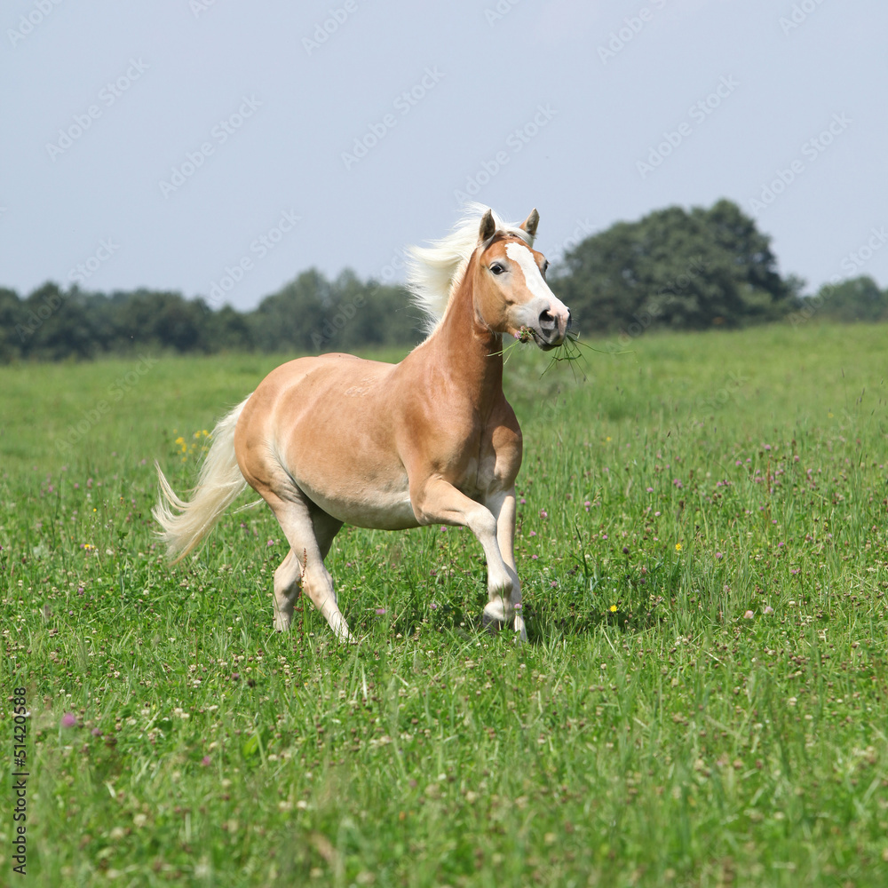 Nice chestnut horse with blond mane running in nature Nice chestnut horse with blond mane running in nature