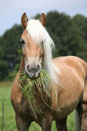 Fototapeta Naklejka Na Ścianę i Meble -  Portrait of nice haflinger eating grass