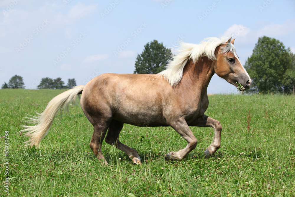 Beautiful chestnut horse with blond mane running in freedom Beautiful chestnut horse with blond mane running in freedom