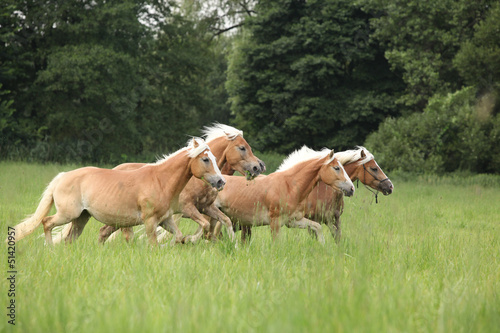 Fototapeta Naklejka Na Ścianę i Meble -  Batch of chestnut horses running together in freedom