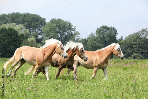 Batch of chestnut horses running together in freedom