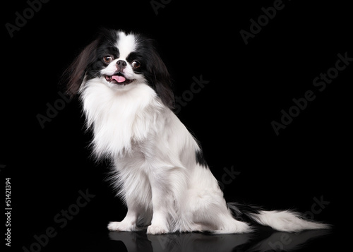 japanese chin on black background