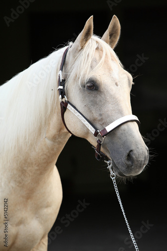 Palomino quarter horse in front of dark background