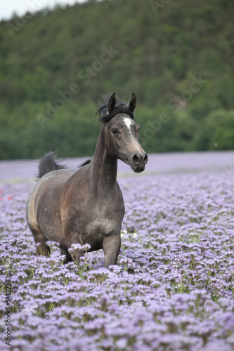 Arabian horse running in purple flowers