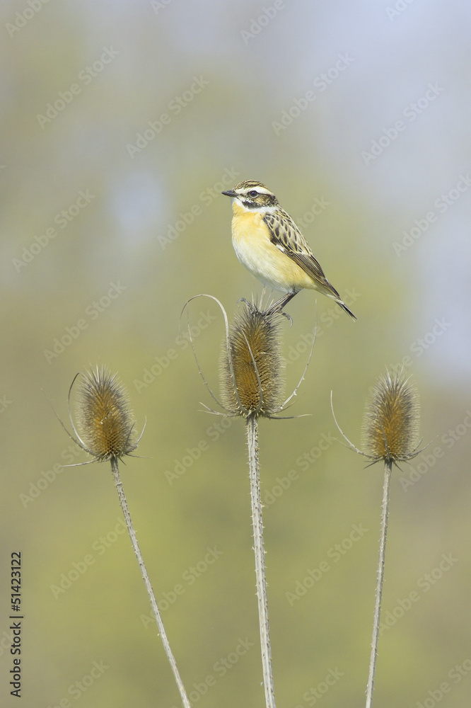 Whinchat in natural habitat (Saxicola rubetra) Whinchat in natural habitat (Saxicola rubetra)