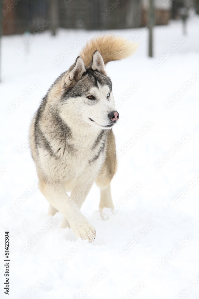Siberian Husky moving in snow