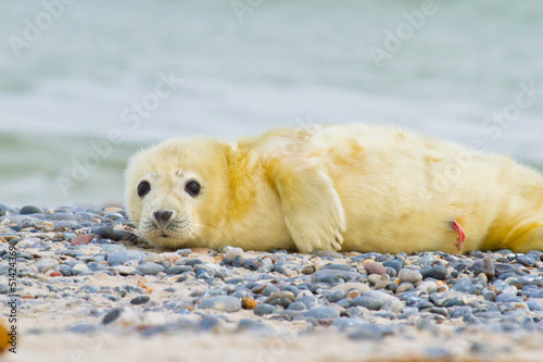 Junge Kegelrobbe (Halichoerus grypus) photo