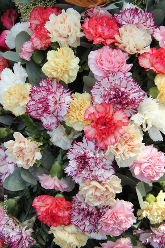 Pastel carnations