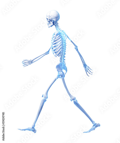 3d rendered medical illustration - walking skeleton photo