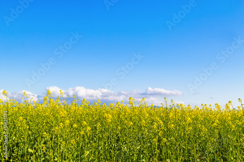 Spring in bloom