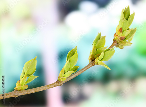 Blossoming buds on tree on bright background © Africa Studio