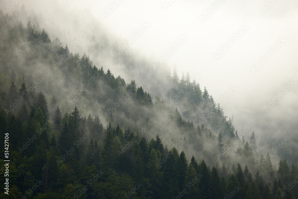 Fototapeta Mgła leśna las
