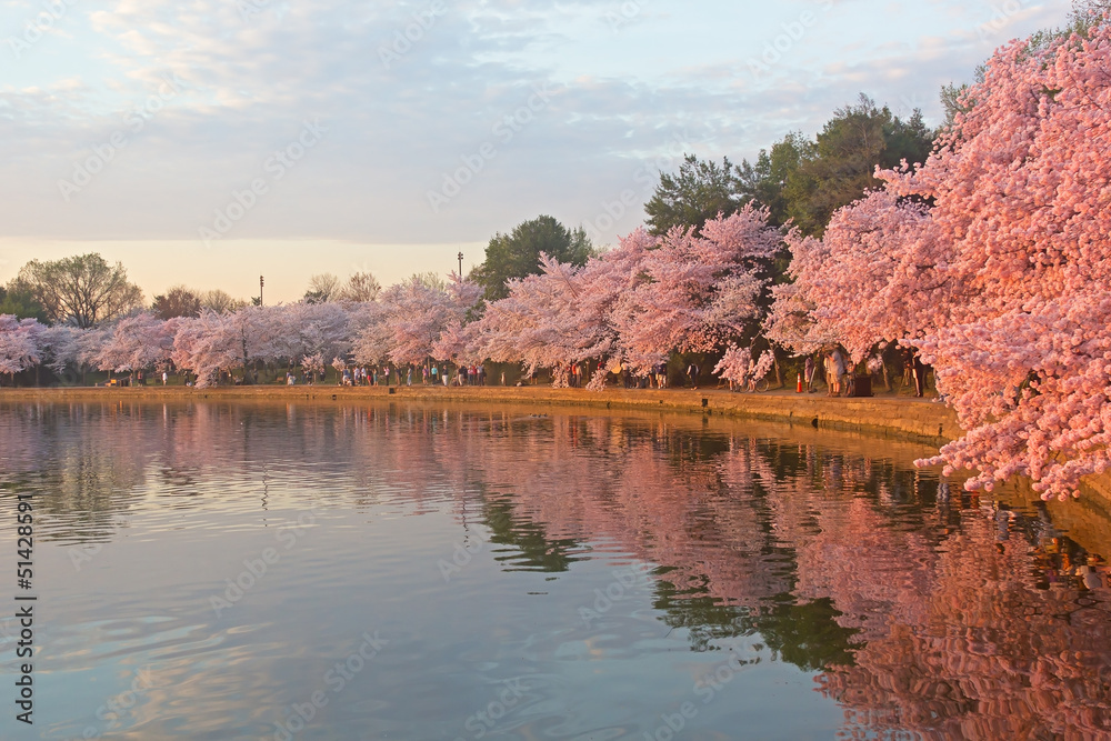 Cherry trees in full blossom around Tidal Basin at dawn Cherry trees in full blossom around Tidal Basin at dawn