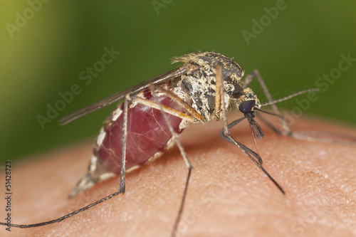 Mosquito filled with blood, macro photo