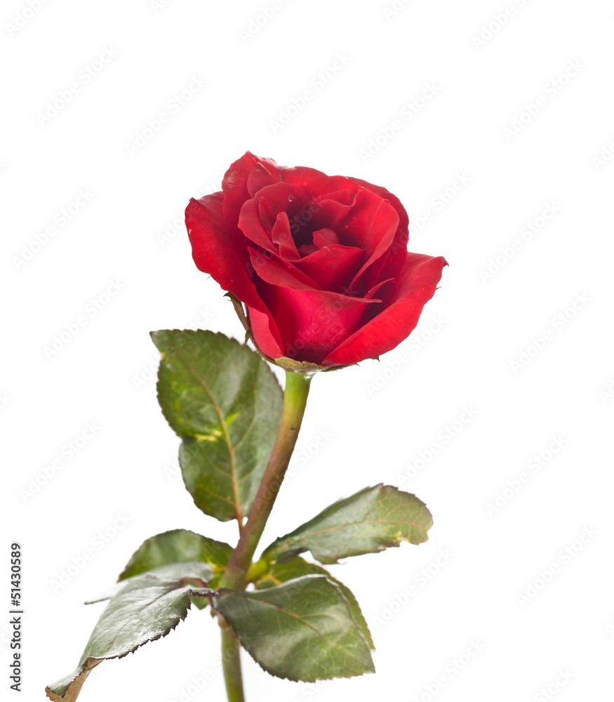 Red Rose Red Rose