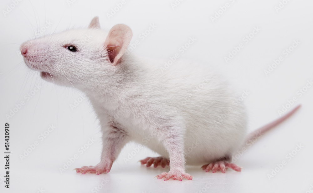 white rat - pet