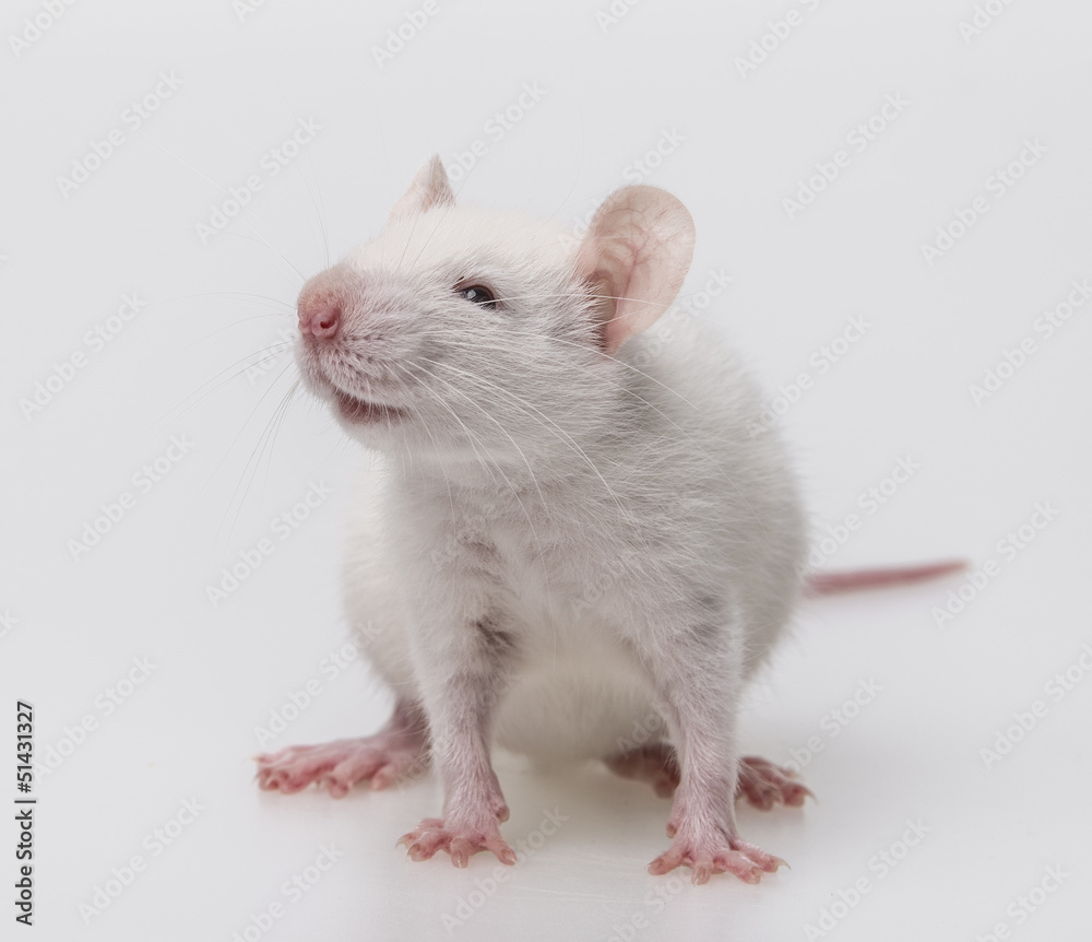 white mouse