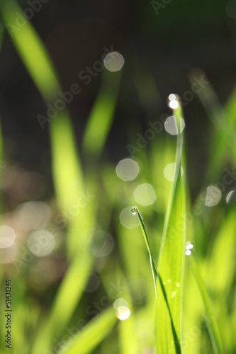 Green grass morning background