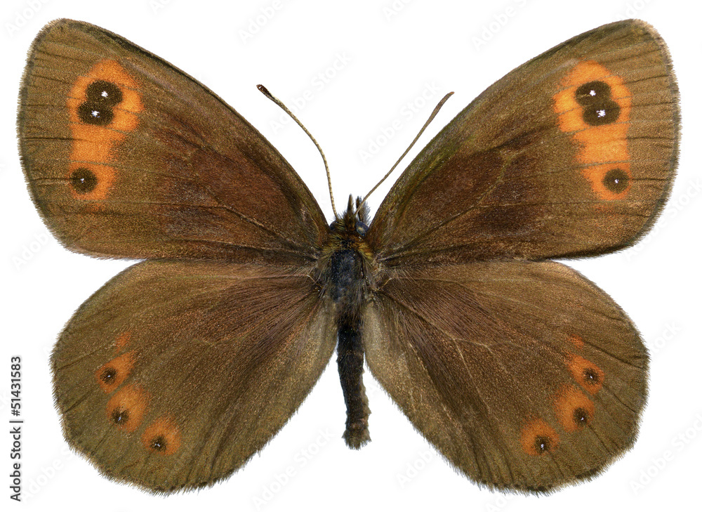 Naklejka premium Isolated Scotch Argus butterfly