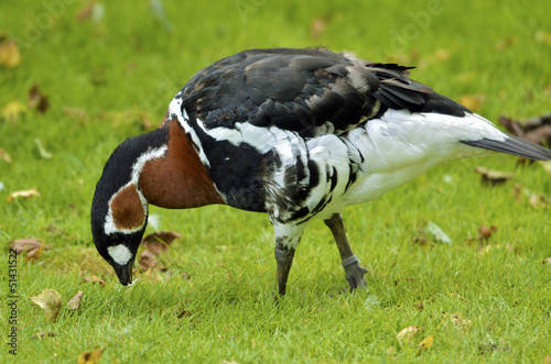 Closeup Red-breasted Goose (Branta ruficollis)