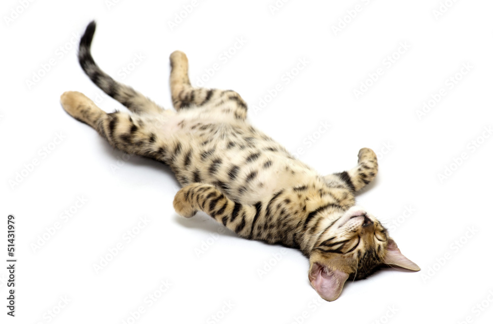 Obraz premium kitten sleeps
