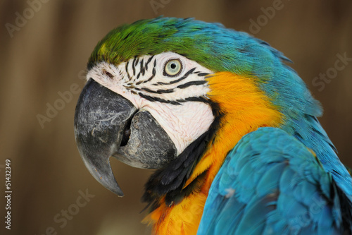 Portrait of a cute and colored parrot