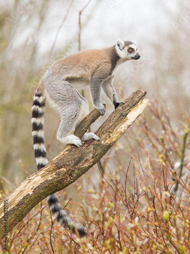 Ring-tailed lemur (Lemur catta)
