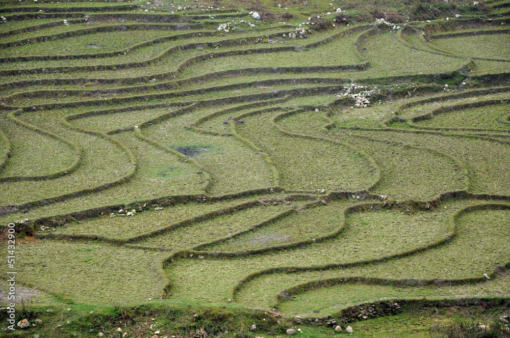 Rice terraces in Ta Phin, Sapa, Northern Vietnam