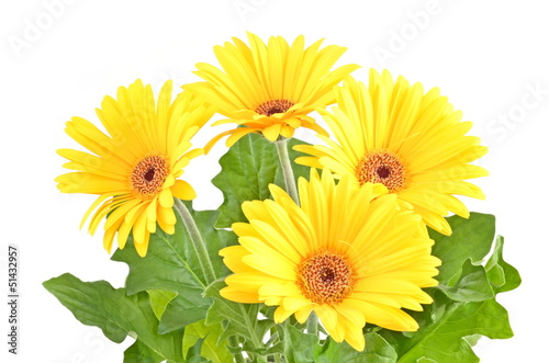 gerbera