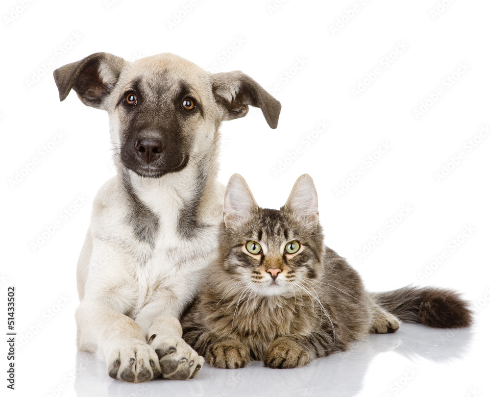 Naklejka premium dog and cat lie together. isolated on white
