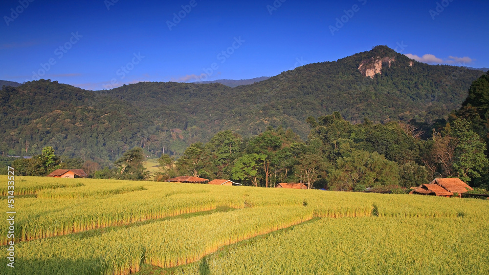 Beautiful landscape of terraced ripe rice field in Chiang Mai