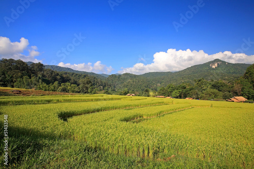 Terraced ripe rice field in Chiang Mai, Thailand