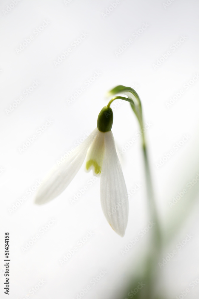 snowdrop flower that comes from the snow in spring snowdrop flower that comes from the snow in spring