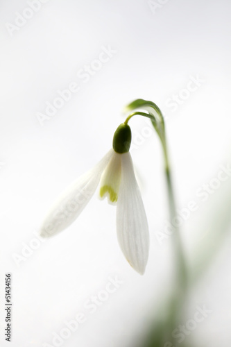 snowdrop flower that comes from the snow in spring