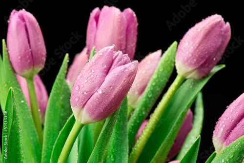 Fototapeta Naklejka Na Ścianę i Meble -  Tulipany