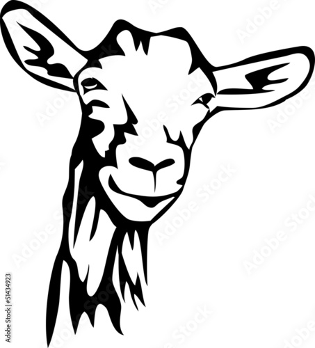 head of hornless goat