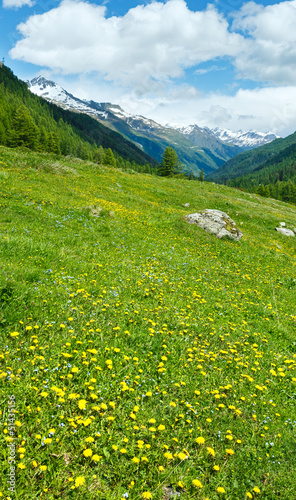 Yellow dandelion flowers on summer mountain slope