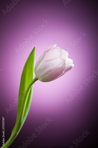Fototapeta Naklejka Na Ścianę i Meble -  tulip flower on purple background