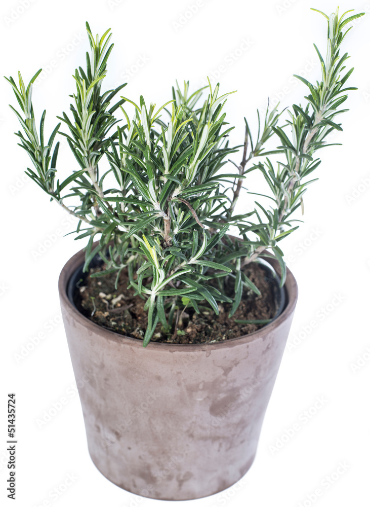 Rosemary Plant isolated on white
